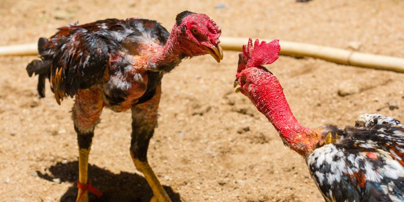 Đảm bảo tính minh bạch